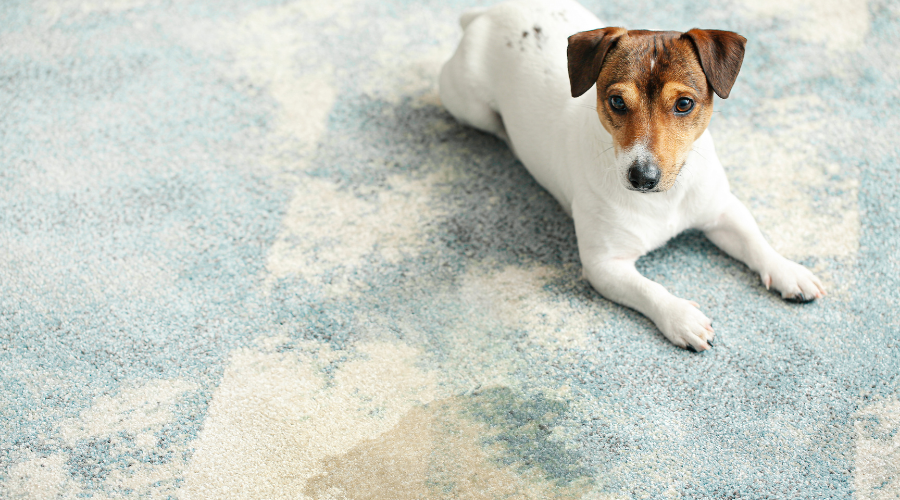 Pet urine contamination on a rug
