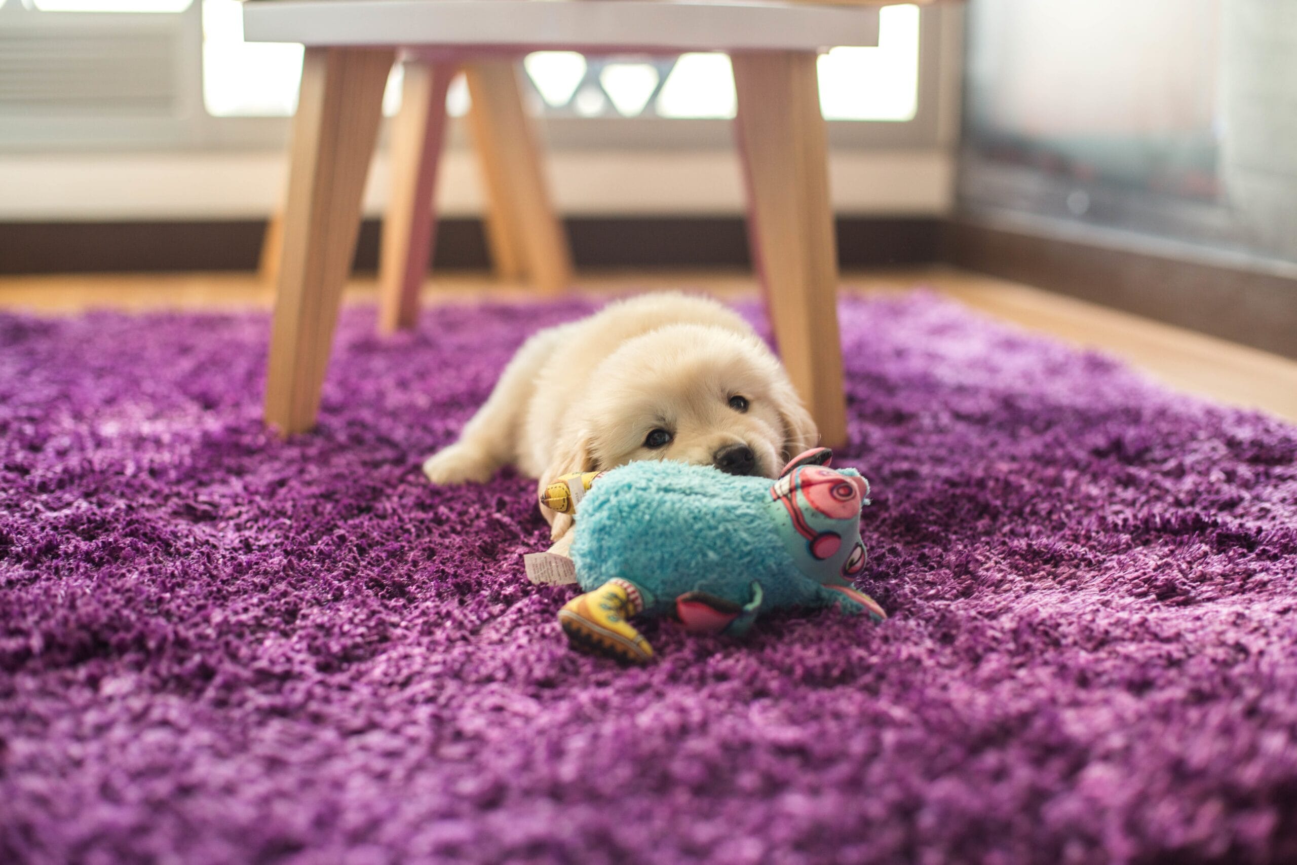 Golden retriever puppy chewing a toy on a purple shag rug