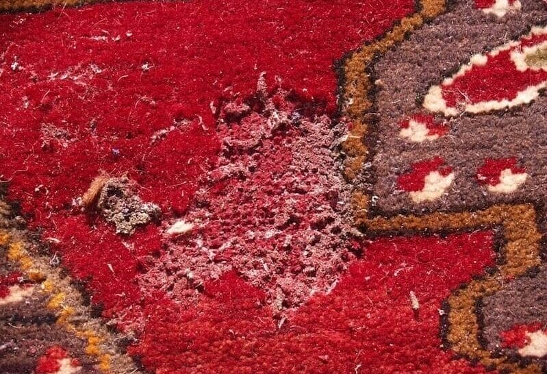 Close-up of a moth-damaged bald patch on a red Persian rug
