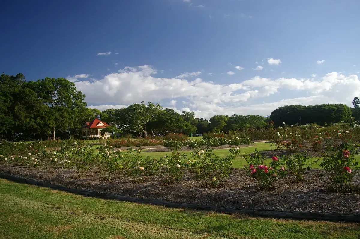 Rows of roses in bloom at New Farm Park