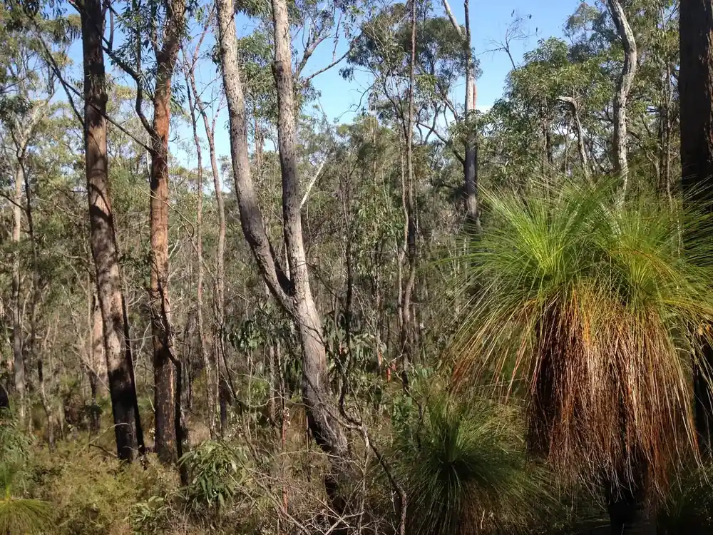 Eucalypt bushland inside Toohey Forest