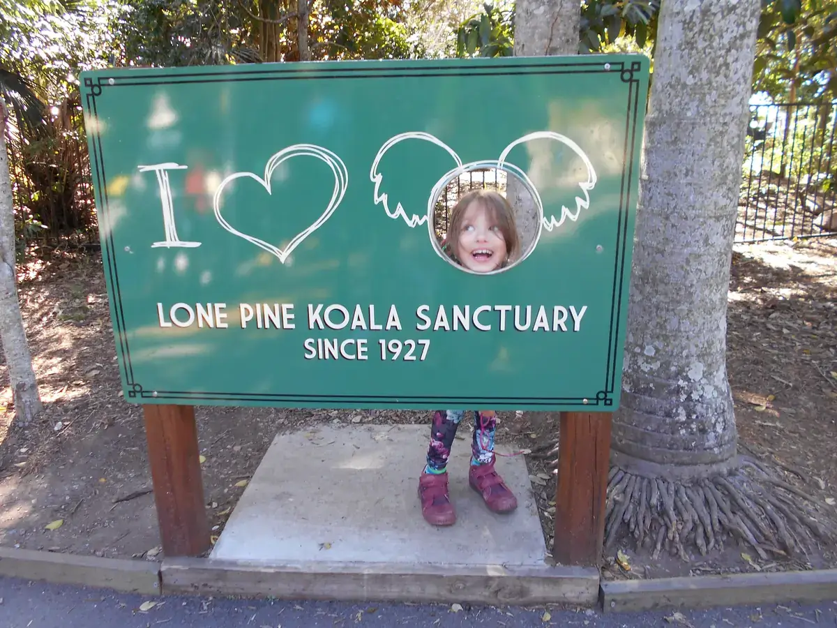 A koala in a gum tree at Lone Pine Koala Sanctuary