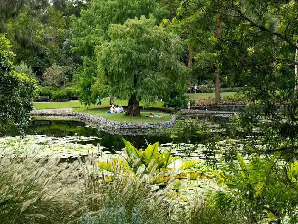 Lawns and shade trees by the lagoon at the Mt Coot-tha botanic gardens
