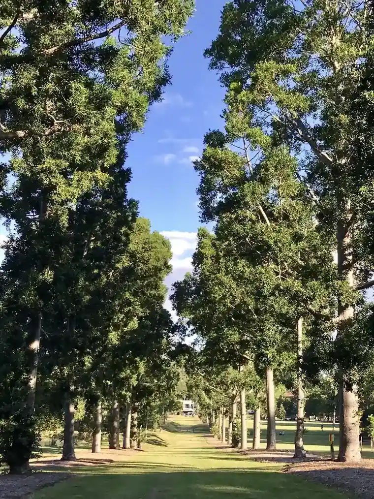 An avenue of mature trees at Sherwood Arboretum
