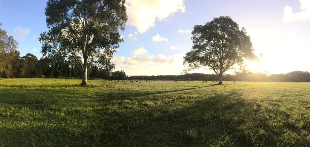 Sunset over Coombabah Lake with kangaroos in the distance