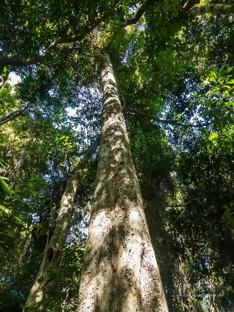 Tall rainforest trees in a Big Scrub remnant at Victoria Park Nature Reserve