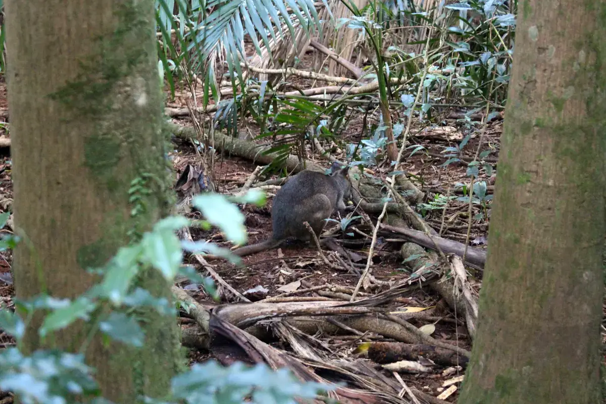 A red-legged pademelon on the rainforest floor at Mary Cairncross Scenic Reserve